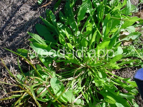 sorrel, heartwing